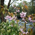 Rcherry blossom pale pink