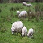 R2 sheep/lambs